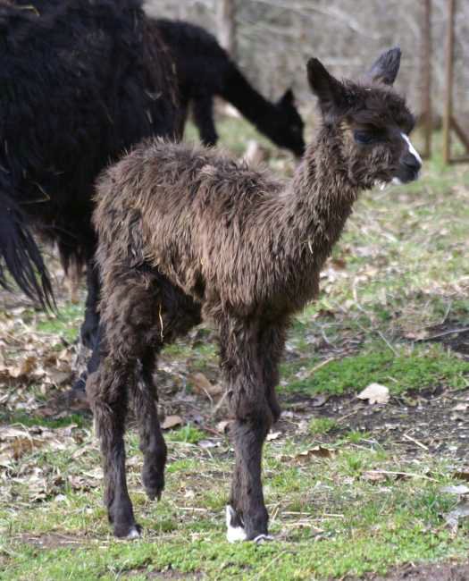 bronze-suri-apaka-cria-.jpg