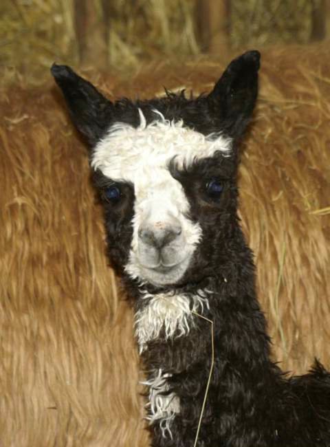 cria port blk.jpg