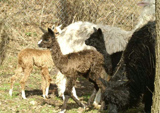 cria-alpaka-suri-3.jpg