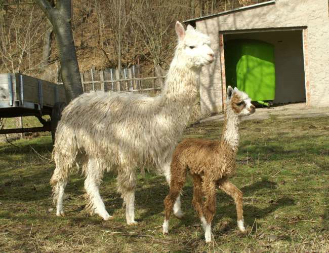 cria-alpaka-suri-con-madre-inti-.jpg