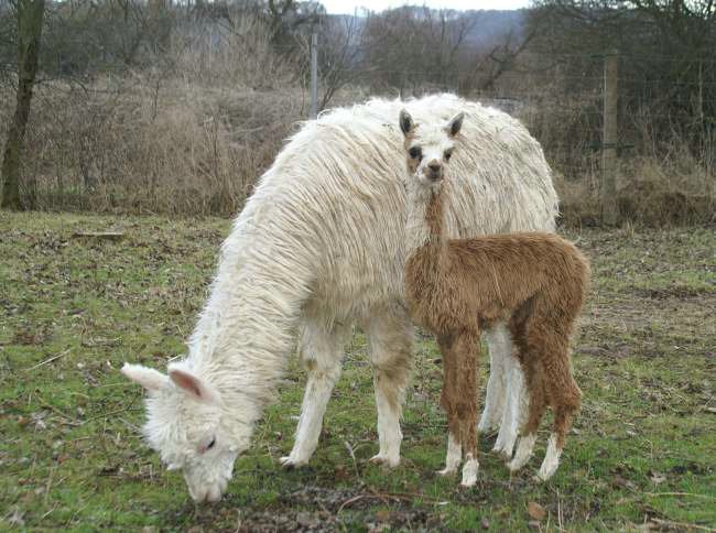 cria-alpaka-suri-con-madre-inti.jpg