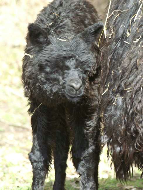 cria-alpaka-suri-female-black.jpg