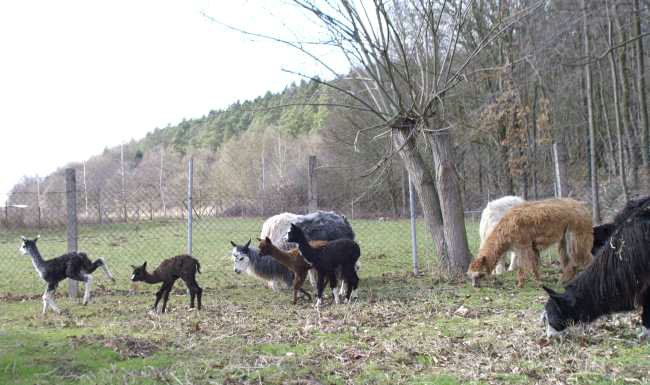 crias suri alpacas.jpg