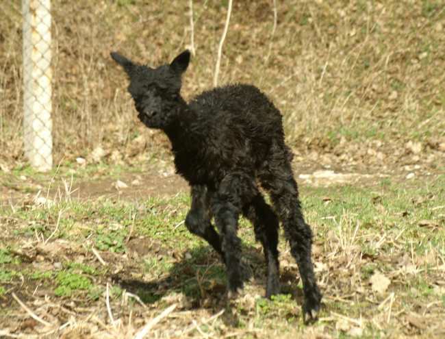 drunk alpaca cria-.jpg