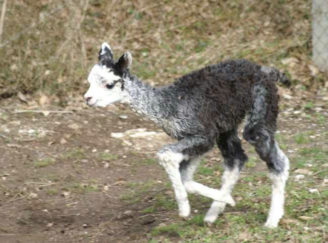 grey alpaca cria run.jpg