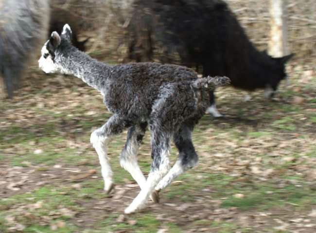 grey jump -alpaca.jpg