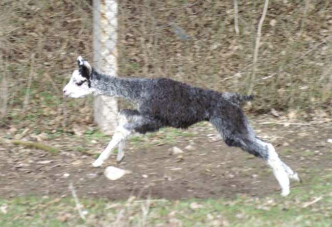 grey jump alpaca.jpg