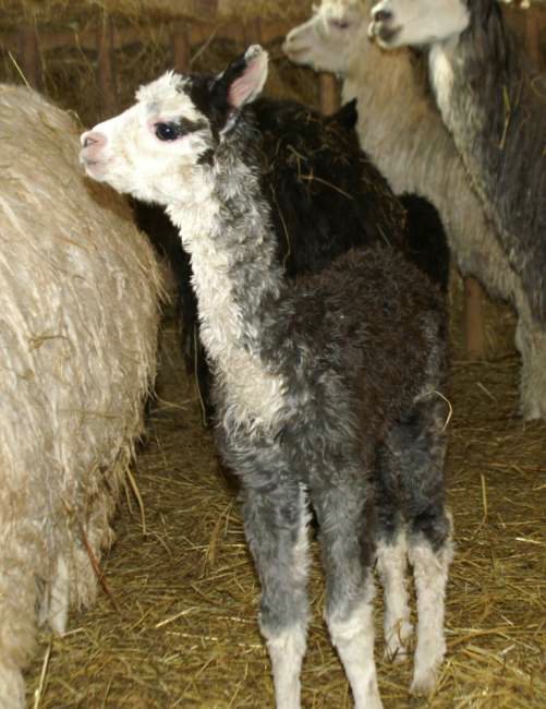 grey suri alpaca cria.jpg