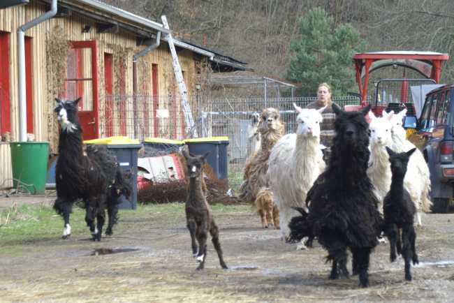 herd alpacas.jpg