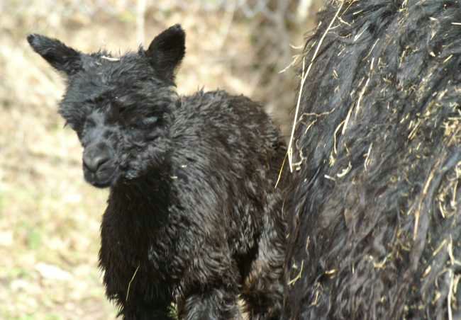 luster cria blk.jpg