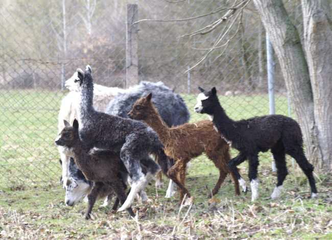 many alpaca crias.jpg