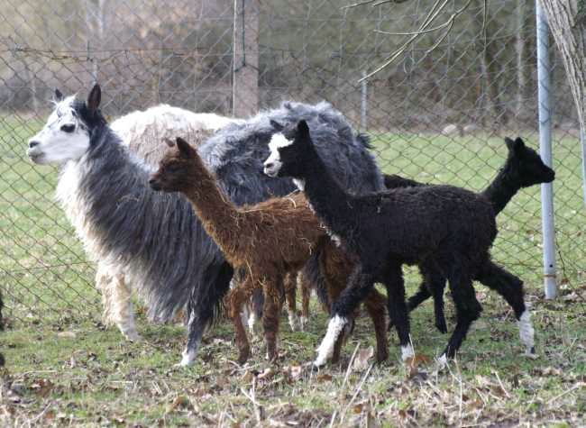 some alpacas.jpg