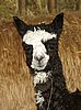 cria port blk.jpg