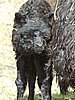 cria-alpaka-suri-female-black.jpg