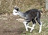 grey alpaca cria run.jpg