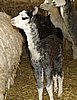 grey suri alpaca cria.jpg