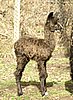 luster cria bronze.jpg