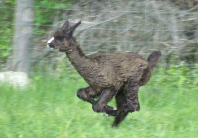 cria bronce runner---.jpg