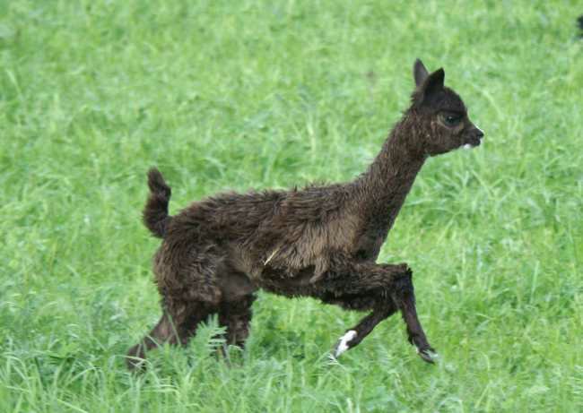 cria bronce runner--.jpg