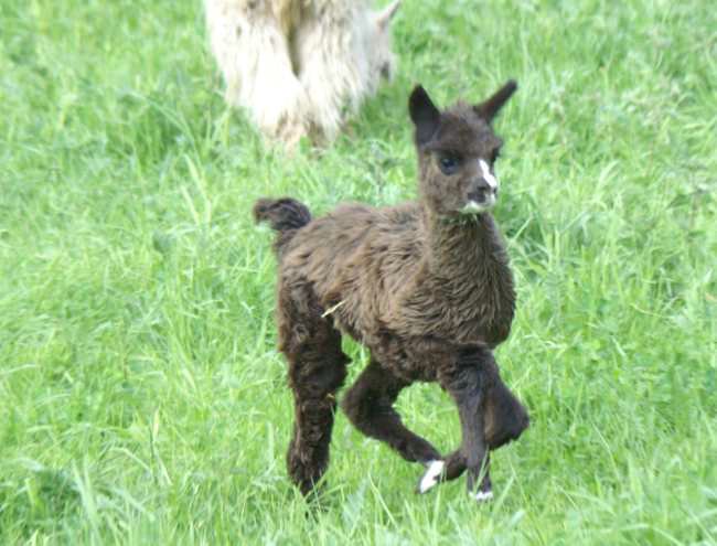 cria bronce runner-.jpg