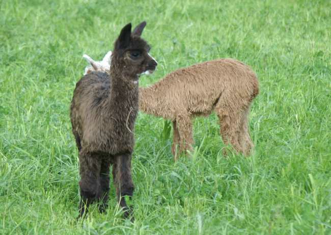 cria bronce.jpg