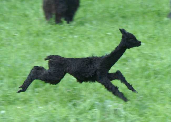 jump cria alpaka blk.jpg