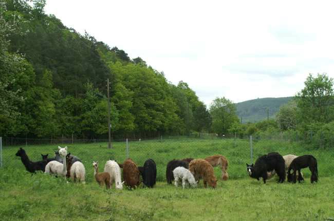 suri alpaca herd.jpg