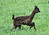 cria bronce runner--.jpg